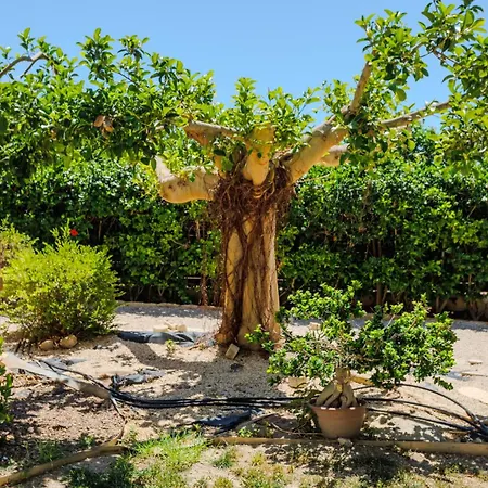 Villa H&o Arizona Gold *